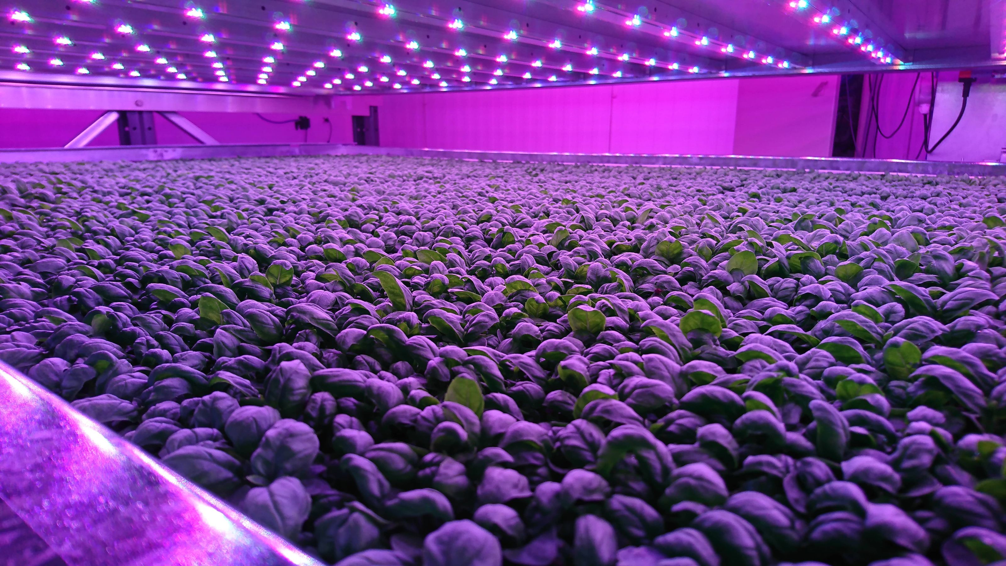 What Crops Can be Grown in a Vertical Farm? IGS